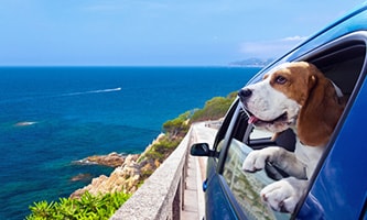 Hund in geöffnetem Autofenster