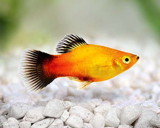 Platy